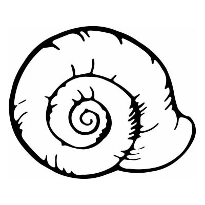 HoosierDecal Cool Seashell Nautical Vinyl Decal for Boat Car Window 33