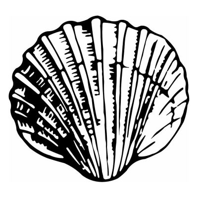 HoosierDecal Seashell Cool Nautical Vinyl Decal for Boat Car Window 36
