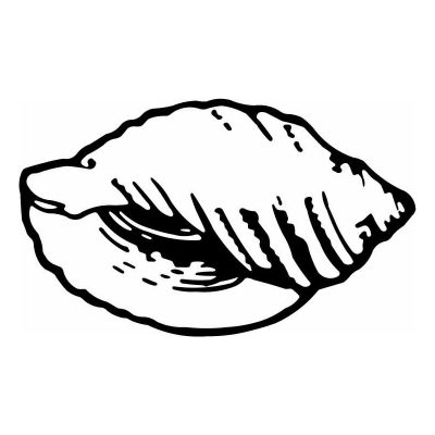 HoosierDecal Cool Seashell Nautical Vinyl Decal for Boat Car Window 40